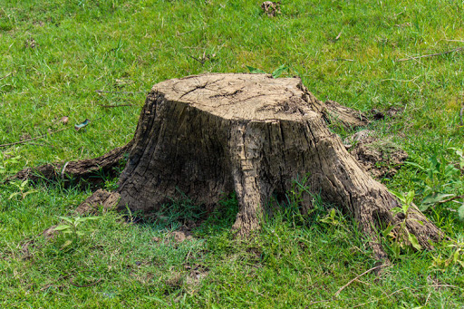 A tree stump in the middle of a grassy field, without a grinder.