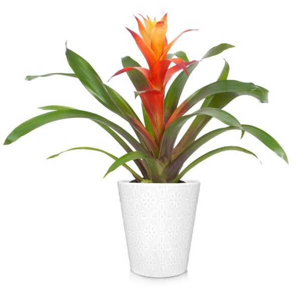 A tropical plant in a white pot displayed against a white background.