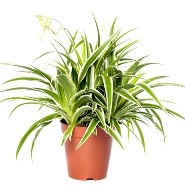 A green plant in a pot on a white background, perfect for room decor.