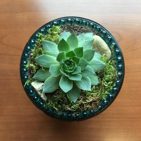 A room plant in a glass bowl.