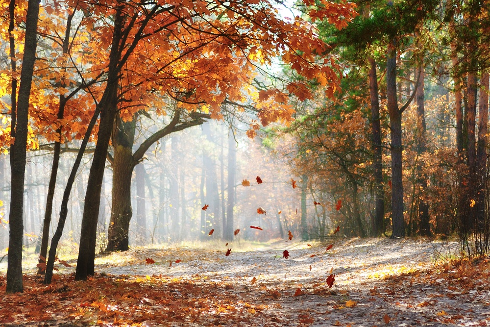 Get Your Home Ready for Fall with an autumn forest and falling leaves.