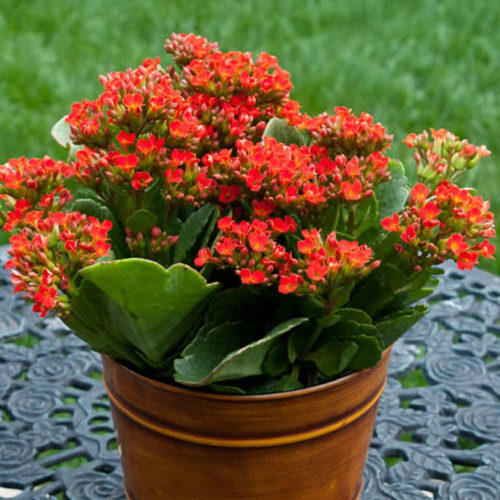 A potted plant with red flowers on a table in a room.