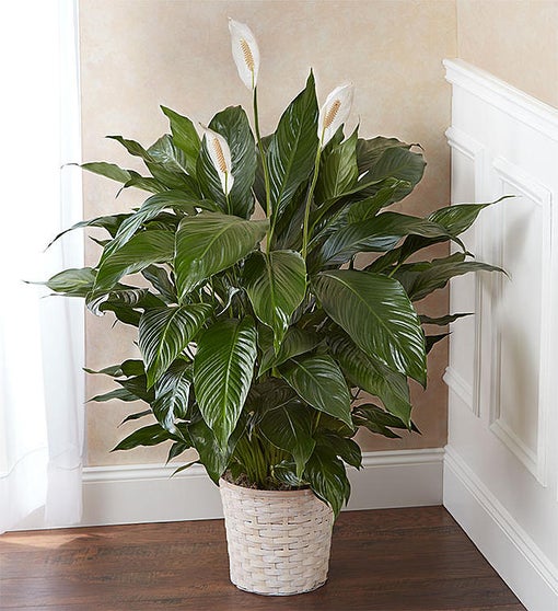 Wicker basket containing a peace lily plant for room decoration.