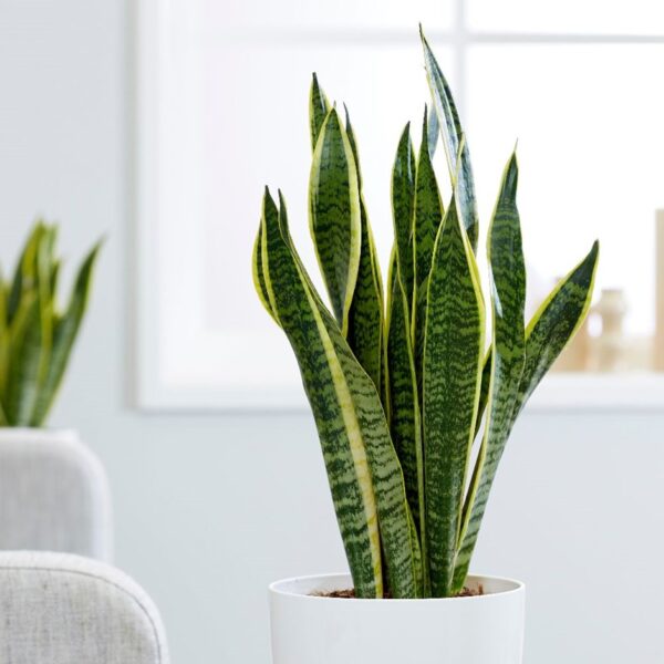 A snake plant on a table.