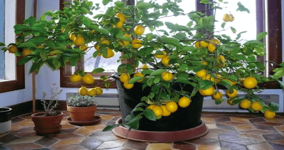 A Meyer lemon tree in a room with potted plants.