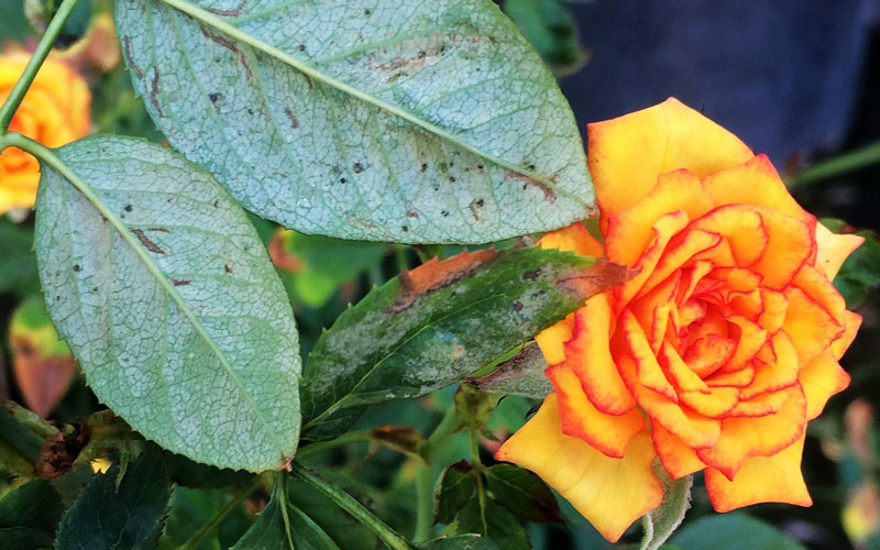 A yellow rose infested with mites in a garden.