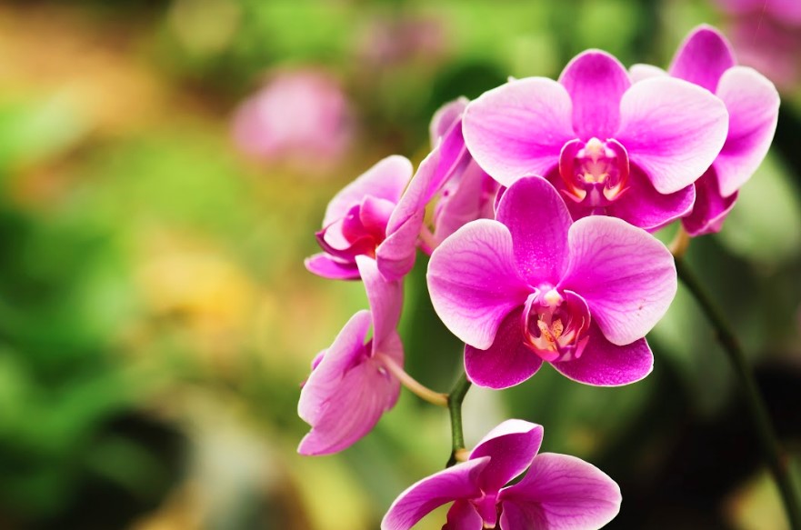 Pink orchids in a garden