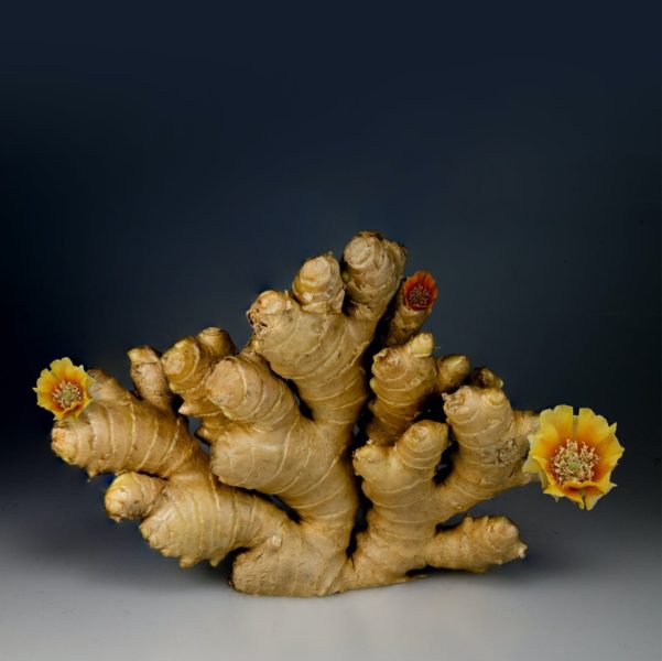 A ginger root with yellow flowers, a plant you can maintain indoors and use for cooking, against a black background.