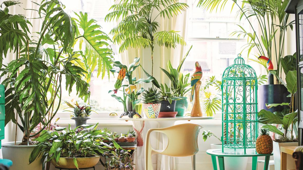 Benefits of having indoor plants in your home.
