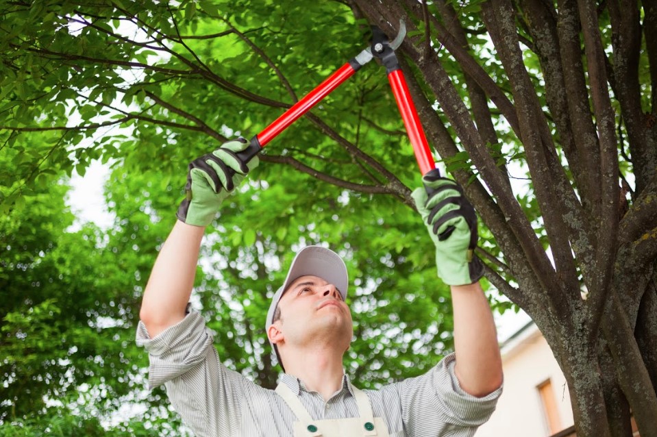 A man is trimming a tree.