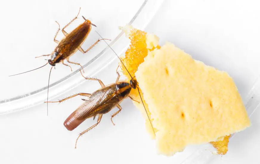 5 Essential Steps To Take If You Find A Cockroach In Your Home