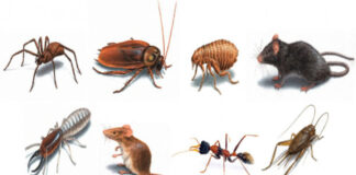 Household Pests