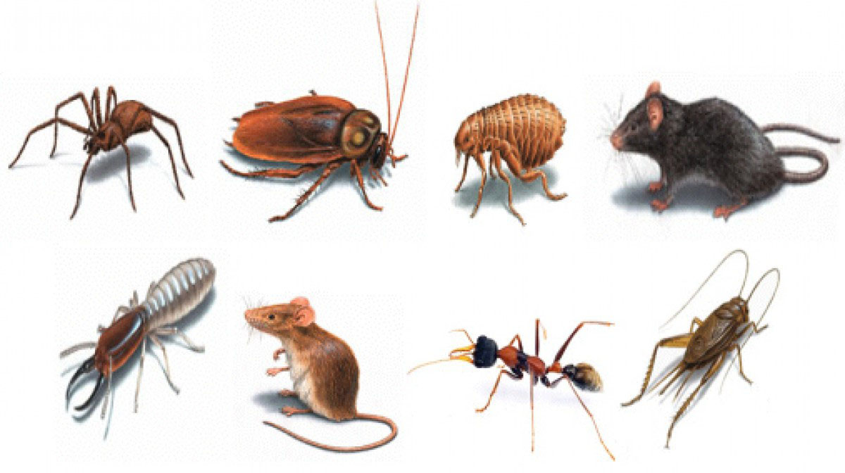 Household pests on a white background.