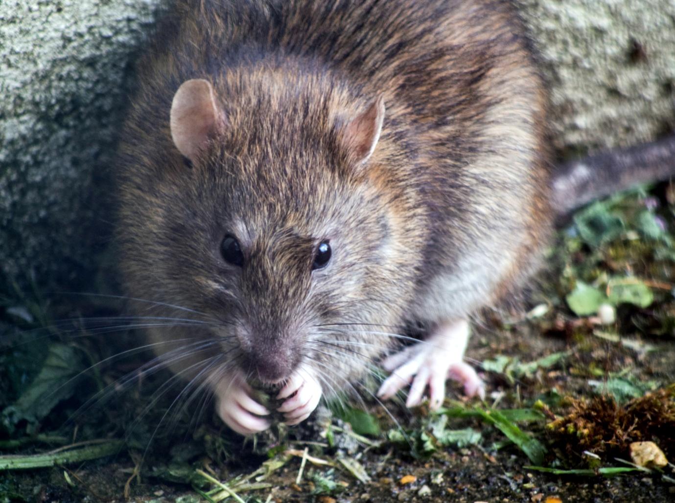 A household pest rat is sitting on the ground near a wall.