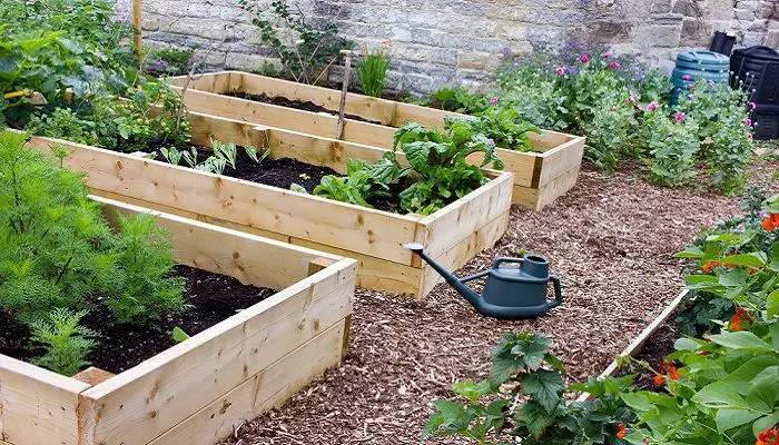 Top Tips for Successful Raised Bed Gardening