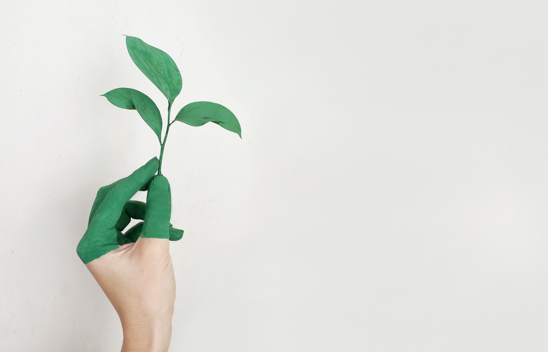A woman's hand holding an eco-friendly plant on a white wall.