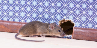 Rodents Off Your Property