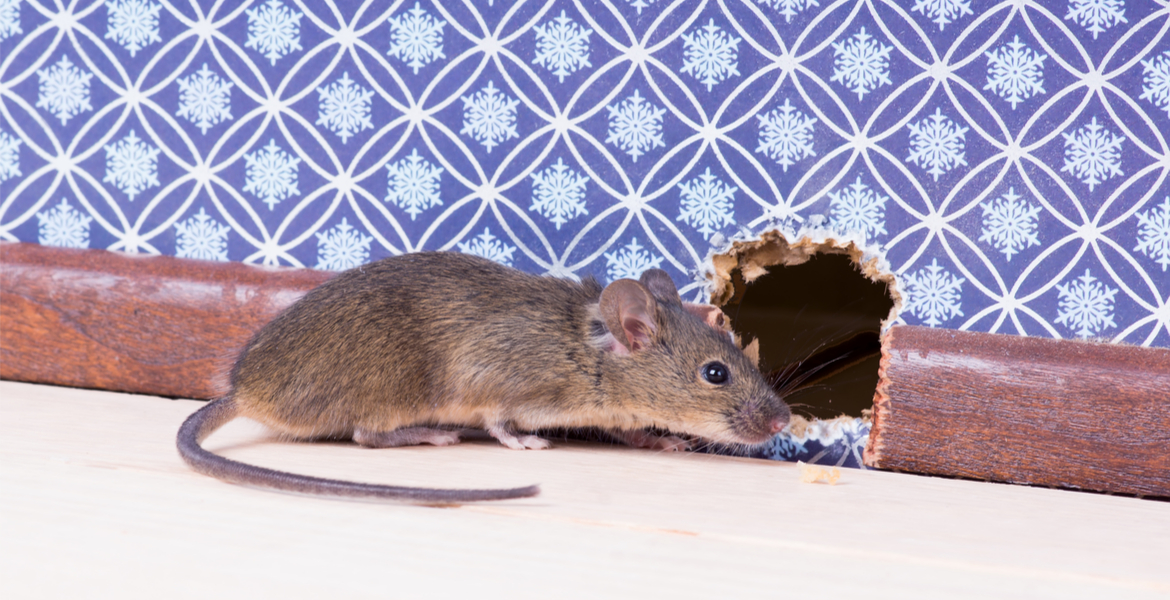 Keywords: Control, Rodents

Description: Efficiently controlling rodents off your property by observing a brown mouse peeking out of a hole in a wall.