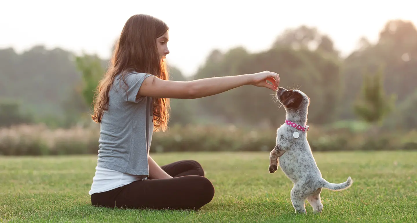 How to Train Your Puppy – Dog Training Tips 