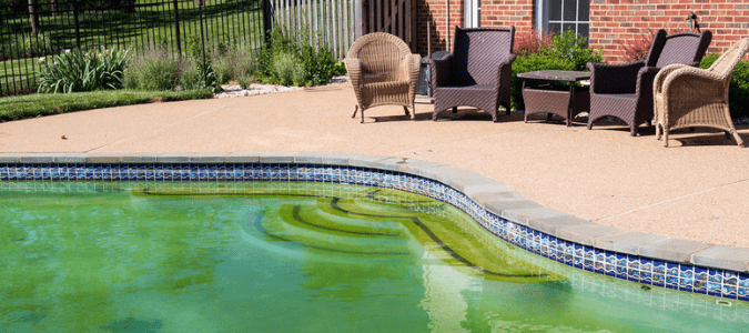 Green pool water with algae.