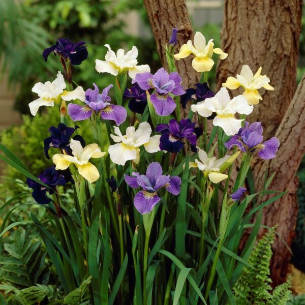A group of purple and white irises in front of a tree, showcasing flowering perennials.