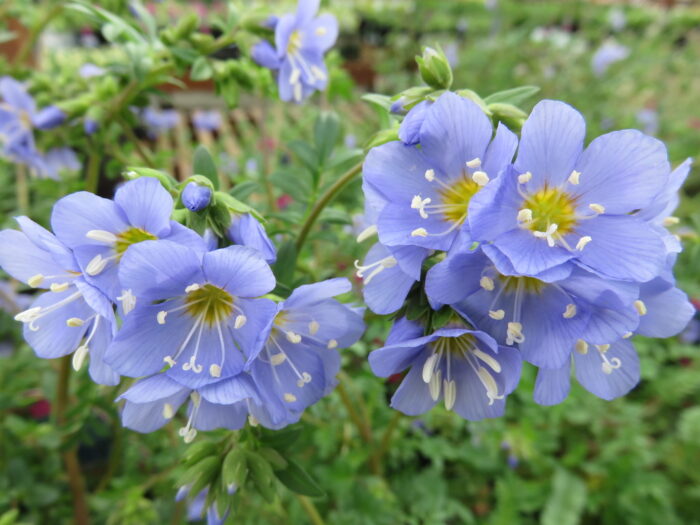 A group of blue flowering perennials are growing in a garden.