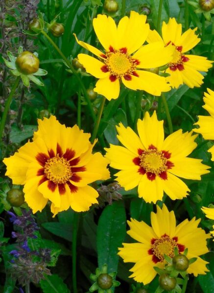 A group of yellow and red flowering perennials in a garden.