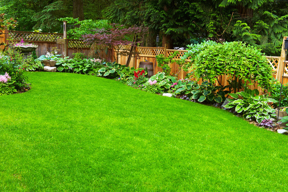 Tidy up your backyard by maintaining a green lawn.
