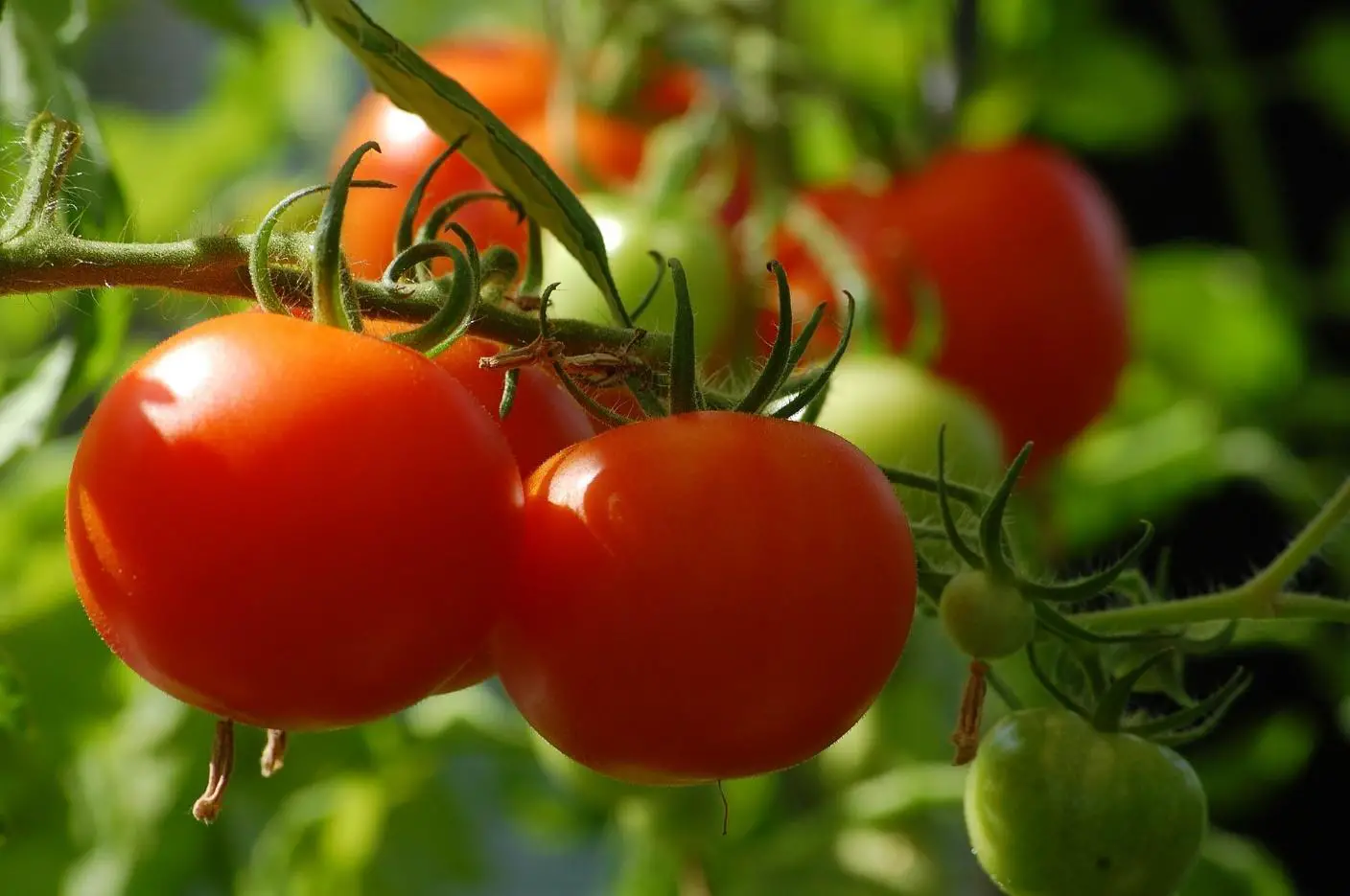 Growing Tomatoes for Beginners 