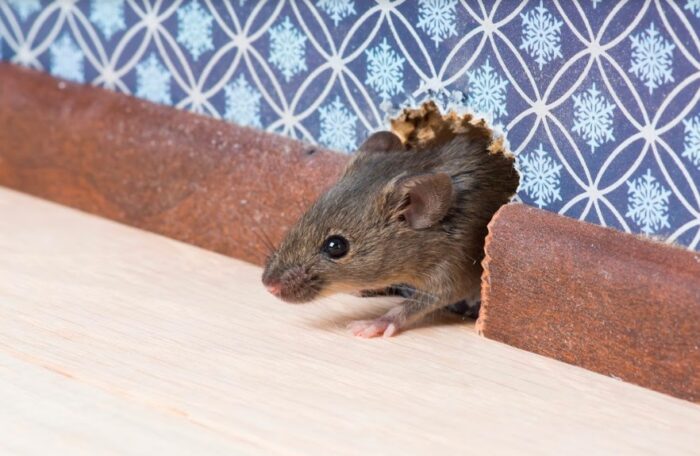 A mouse presenting a pest control issue by peeking out of a hole in a wall.