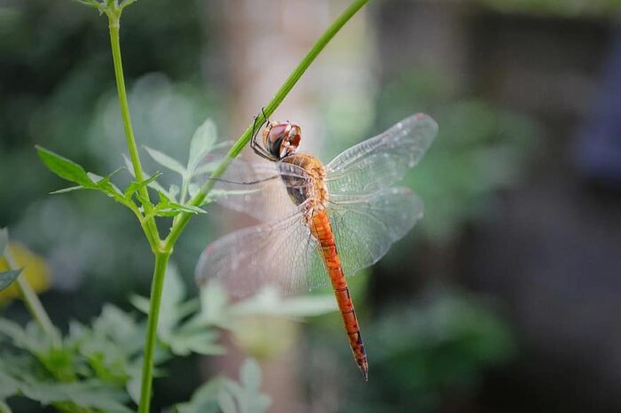 A dragonfly perched on a plant in a garden.