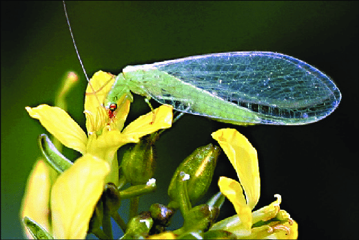 A green moth is sitting on a yellow flower in a garden.