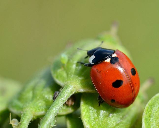 A ladybug rests on a green leaf in a garden.