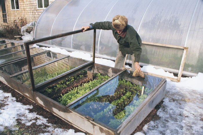 Plant a winter vegetable patch