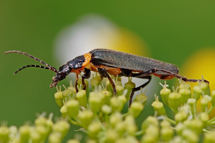 A beetle is sitting on a plant in a garden.