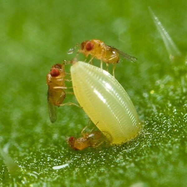 Two bugs are sitting on a green leaf in the garden.