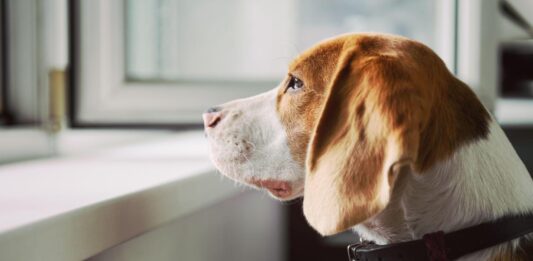 Decrease Pet Anxiety When Moving Houses 