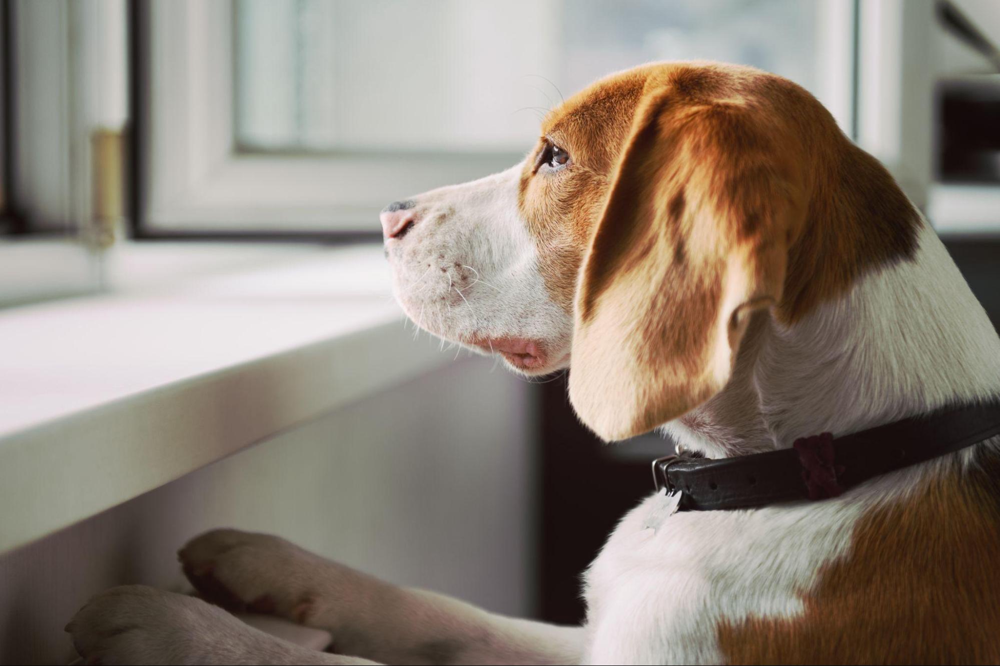 A beagle looking out a window while moving houses.