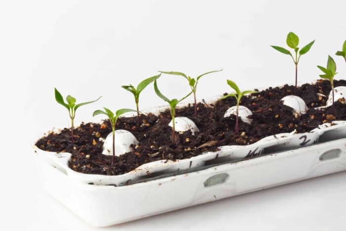 Small seedlings are growing in a recycled white egg carton.