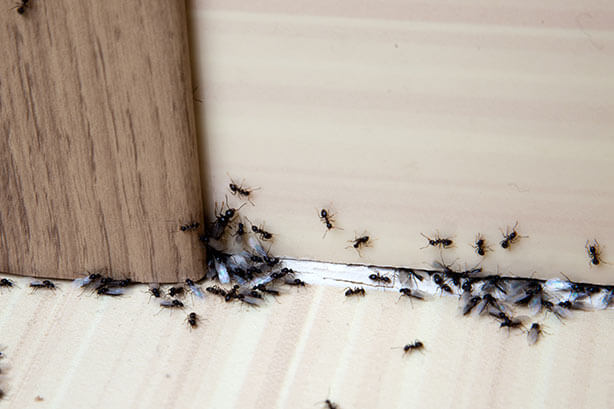 A group of black ants on a wooden floor, pests in home.