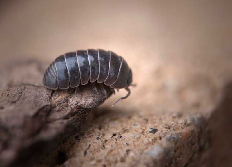 A small black Pill Bug sitting on a rock.