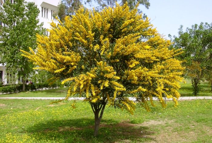 A beginner-friendly park with a yellow flowering tree.