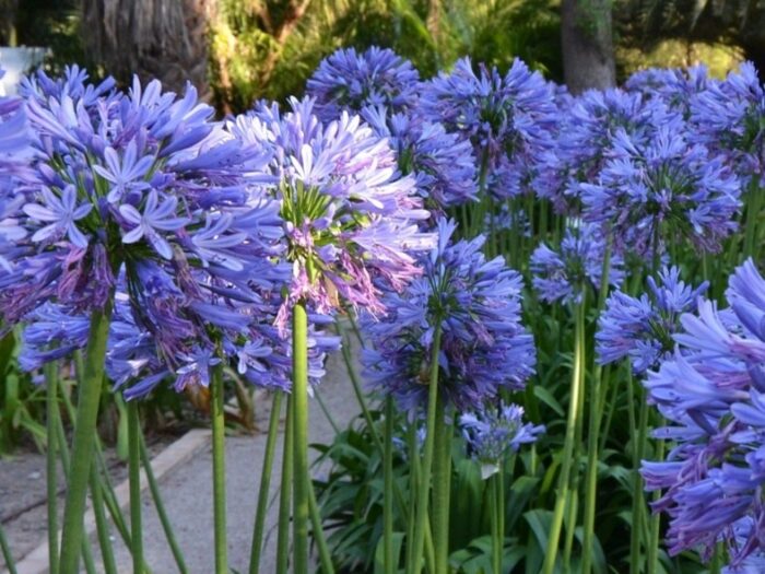 A group of blue flowers in a beginner's garden.