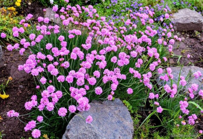 Pink flowers growing in a garden with rocks, suitable for beginners.