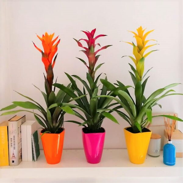 Three beginner-friendly potted plants sit on a shelf.