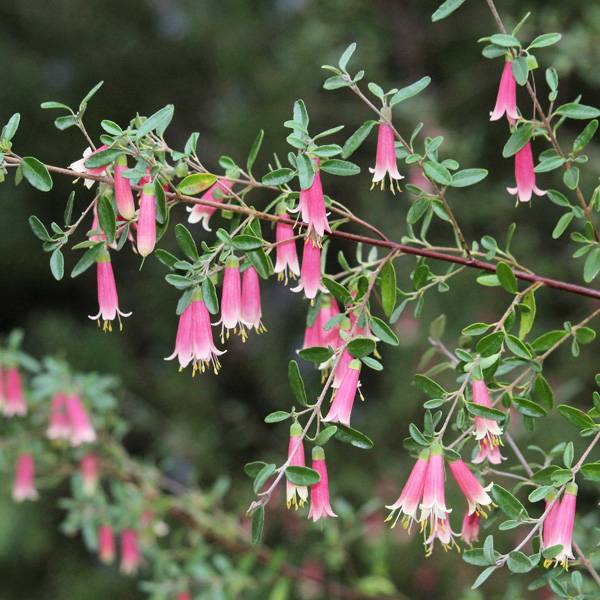 A beginner-friendly plant with pink flowers.