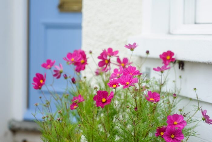 Pink cosmos flowers in front of a blue door, perfect for beginners interested in plants.