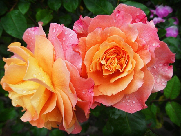 Two beginner-friendly plants with water droplets: orange roses.