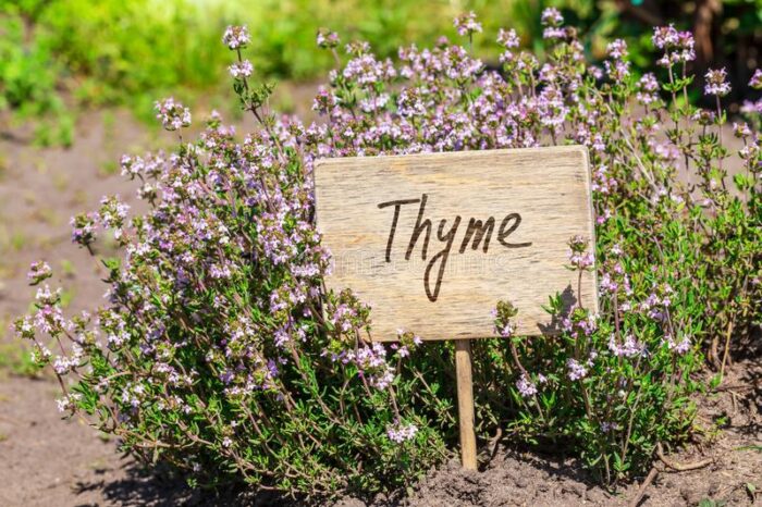 A wooden sign with the word thyme for beginners in the dirt.