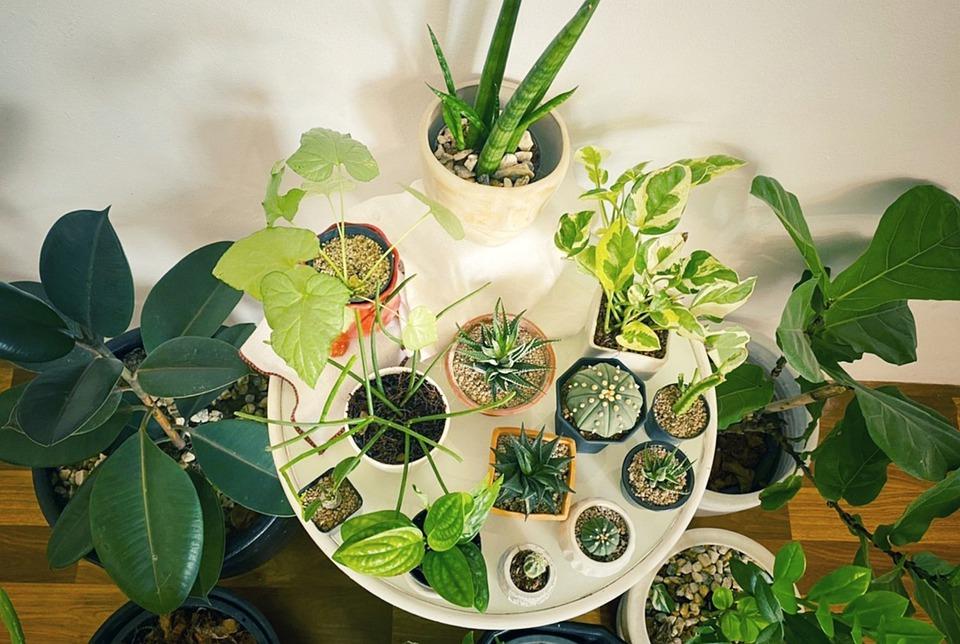A table showcasing a selection of plants available for purchase.